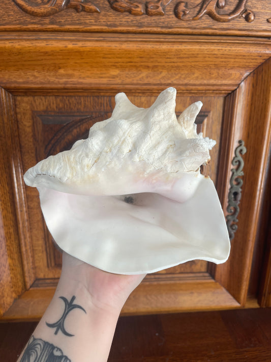 Coquillage