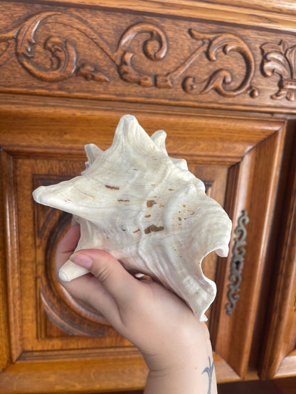 Coquillage