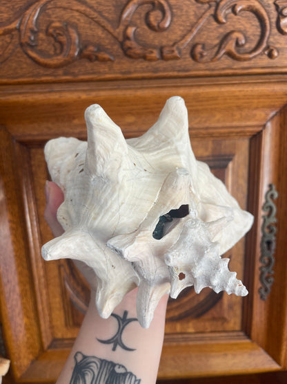 Coquillage
